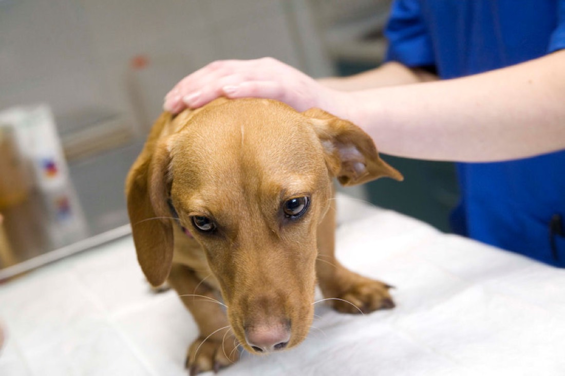 Veterinārārsts maigi tur suni uz izmeklēšanas galda