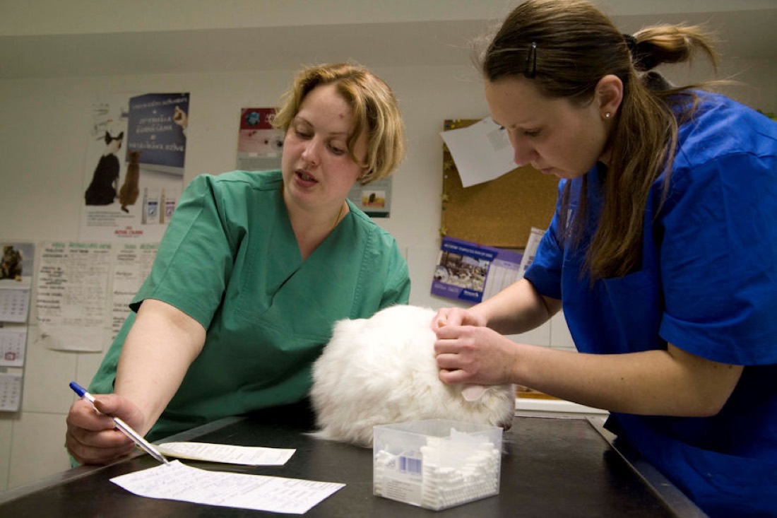 Divi veterinārārsti kopā apskata kaķi
